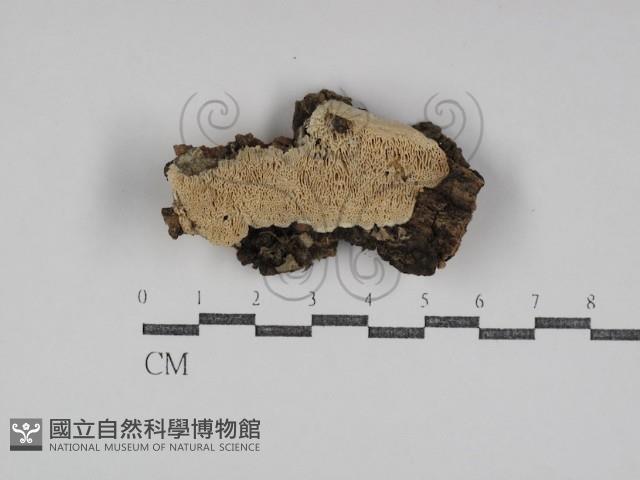 登錄號:F0031108藏品圖，第1張