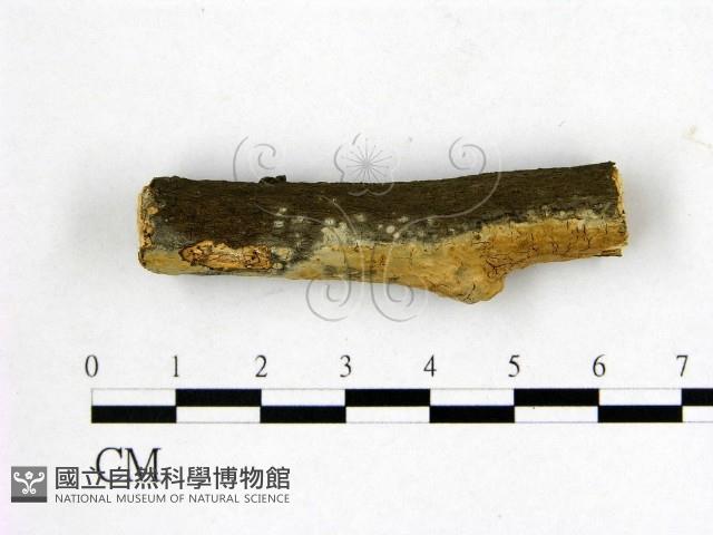 登錄號:F0022108藏品圖，第1張