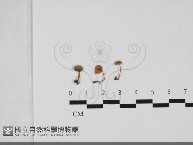 近藍蓋小菇藏品圖，第1張