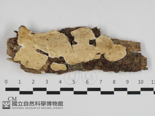 寡孔菌屬藏品圖，第1張