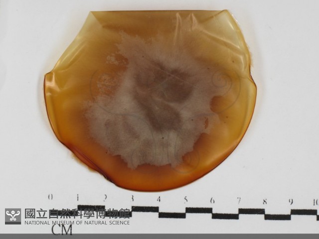 登錄號:F0032008藏品圖，第1張