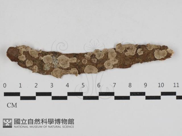 韌革菌屬藏品圖，第1張