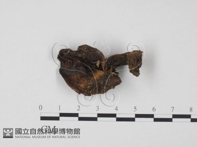 登錄號:F0020308藏品圖，第1張