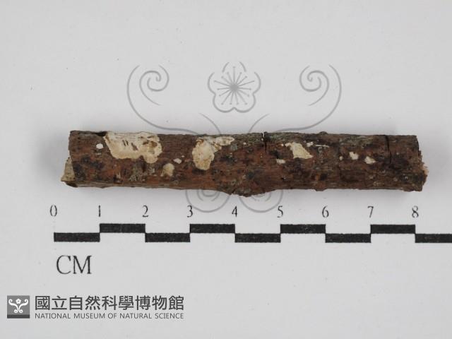 刺皮菌屬藏品圖，第1張