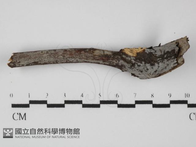 登錄號:F0031308藏品圖，第1張