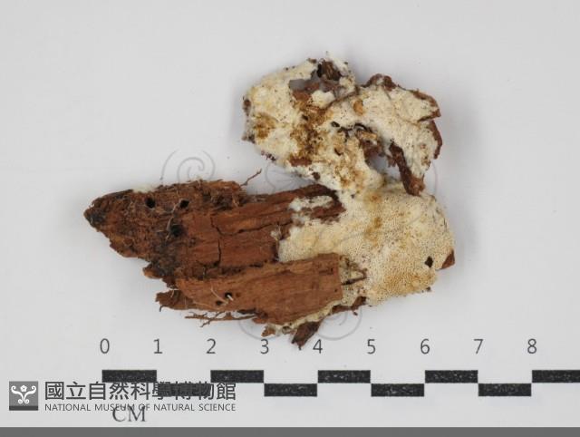 登錄號:F0034308藏品圖，第1張