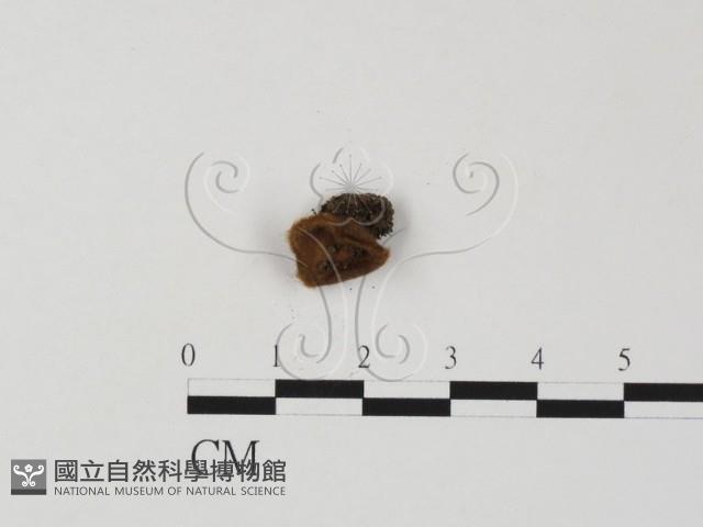 登錄號:F0022308藏品圖，第1張