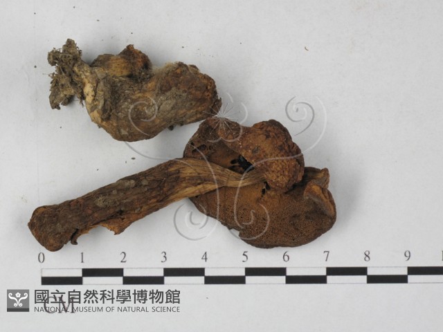 登錄號:F0027308藏品圖，第1張