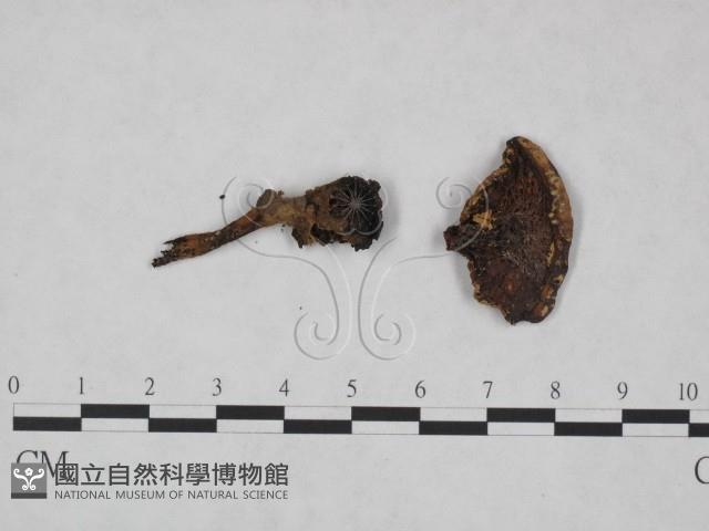 鵝膏屬藏品圖，第1張
