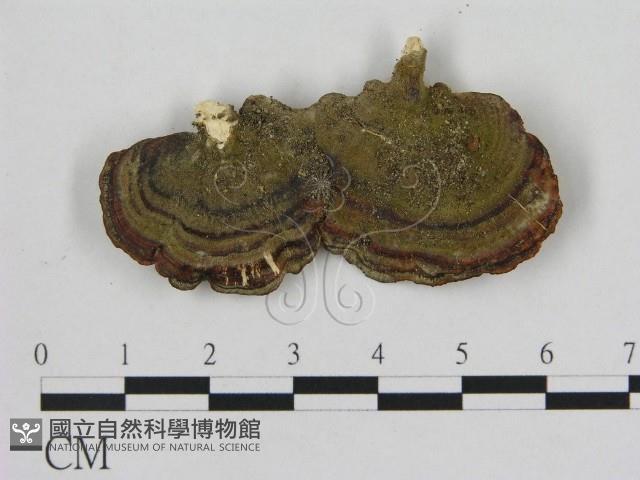 小孔菌屬藏品圖，第1張