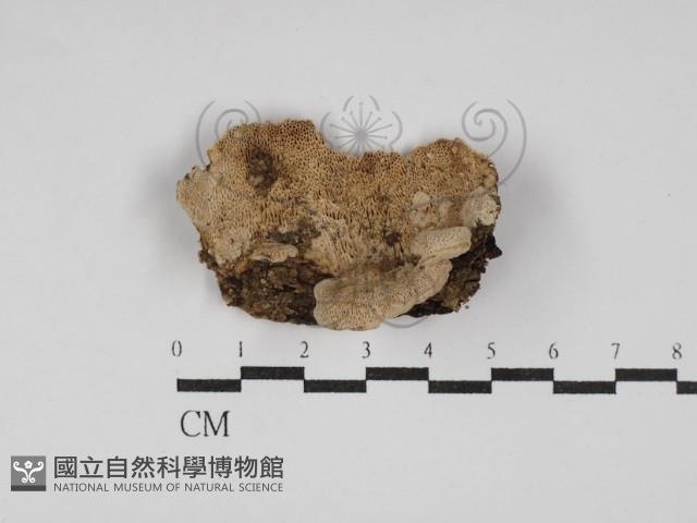 登錄號:F0030218藏品圖，第1張