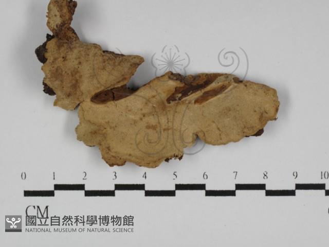 多年臥孔菌屬藏品圖，第1張