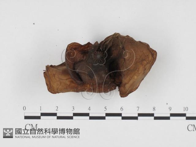 登錄號:F0024218藏品圖，第1張
