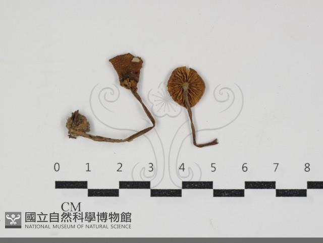 粉褶菌屬藏品圖，第1張