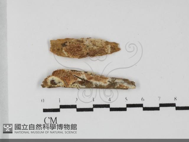 登錄號:F0032218藏品圖，第1張