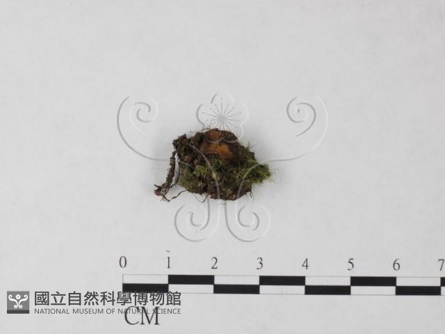 登錄號:F0023218藏品圖，第1張