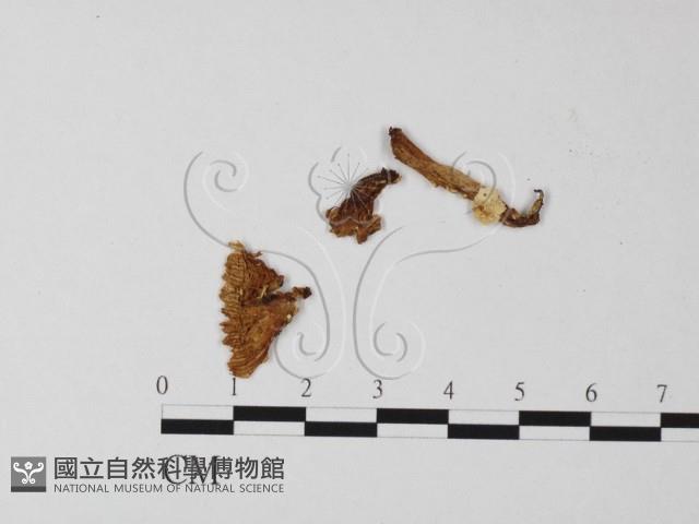 登錄號:F0013218藏品圖，第1張