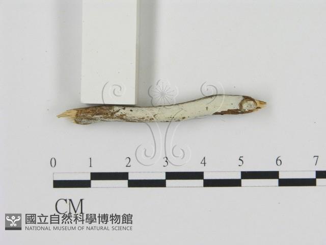 絲齒菌屬藏品圖，第1張