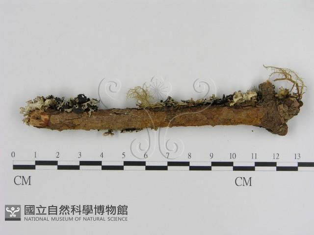 刺革菌屬藏品圖，第1張