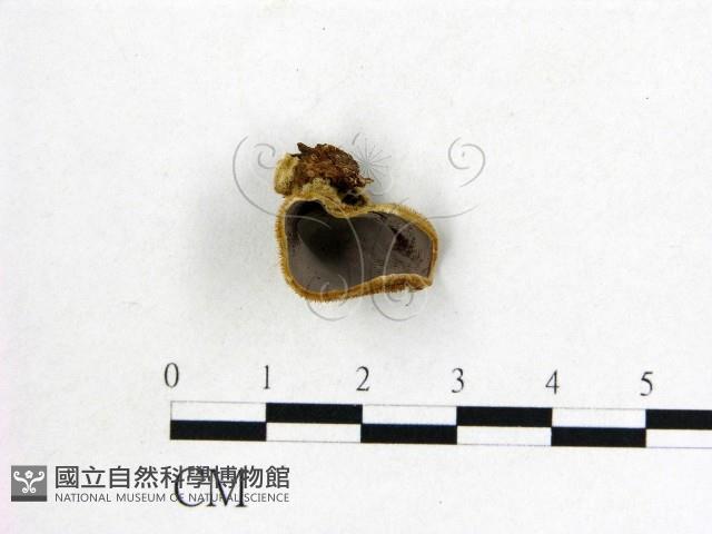 毛木耳藏品圖，第1張