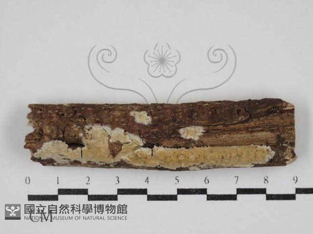 雲南無扣菌藏品圖，第1張