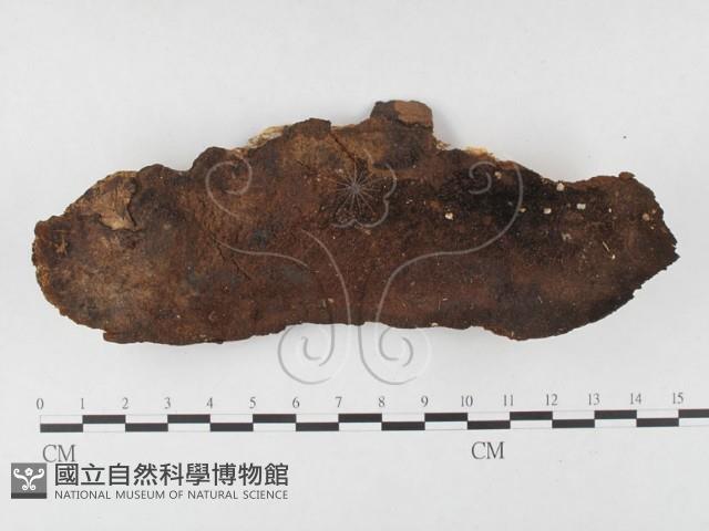 木層孔菌屬藏品圖，第1張