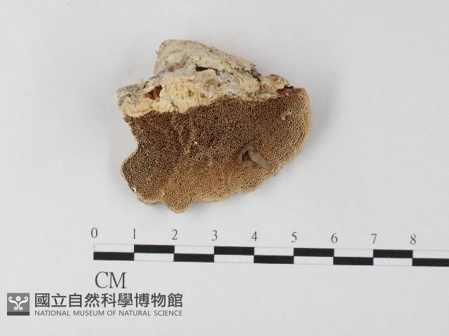 登錄號:F0006818藏品圖，第1張