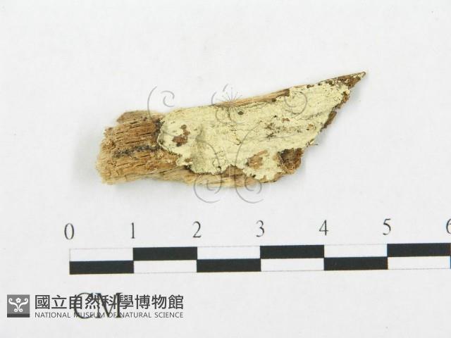 登錄號:F0016818藏品圖，第1張