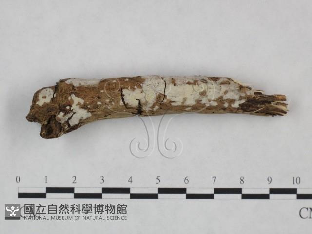 登錄號:F0021818藏品圖，第1張