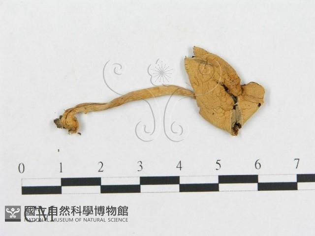 登錄號:F0001818藏品圖，第1張