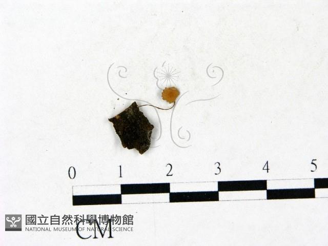 小皮傘屬藏品圖，第1張