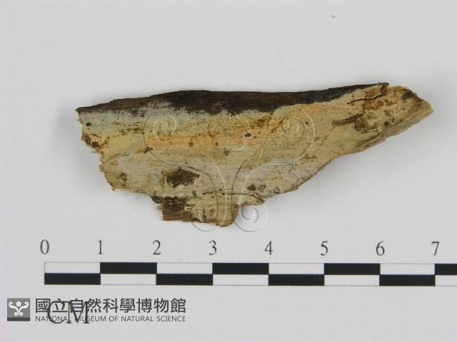 登錄號:F0002818藏品圖，第1張