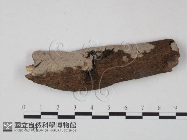 登錄號:F0012818藏品圖，第1張