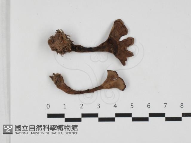 肉齒菌屬藏品圖，第1張