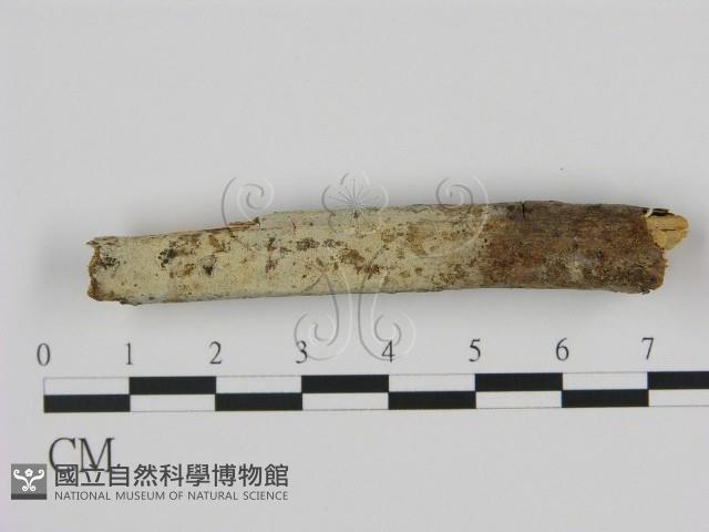 剛毛絲皮菌藏品圖，第1張