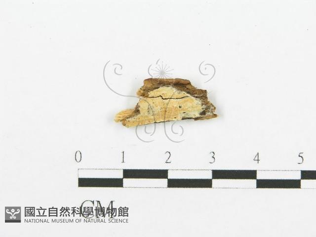 登錄號:F0017818藏品圖，第1張