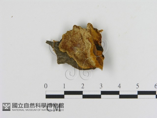 登錄號:F0005818藏品圖，第1張