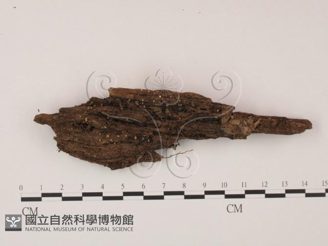 登錄號:F0009818藏品圖，第1張