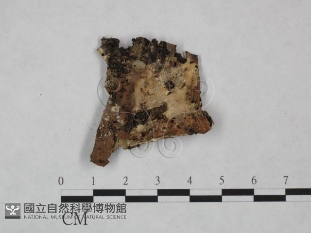 登錄號:F0023818藏品圖，第1張