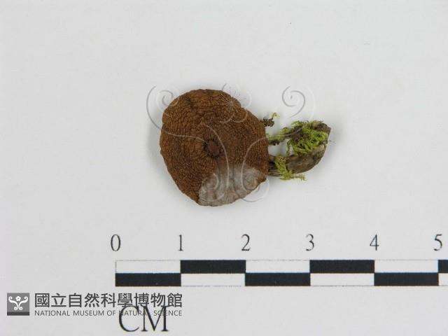 登錄號:F0003818藏品圖，第1張