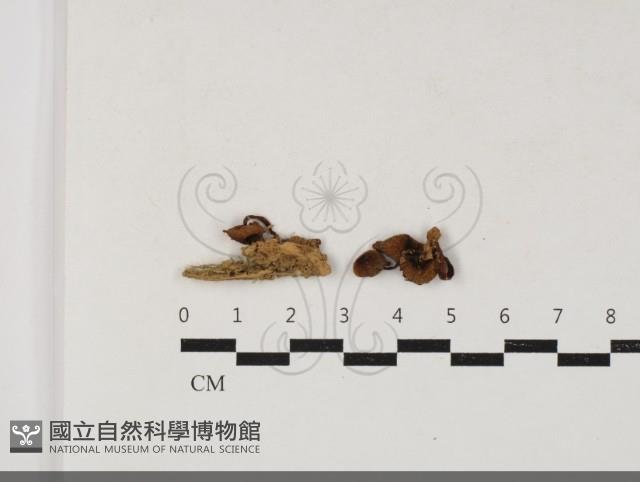 登錄號:F0033818藏品圖，第1張