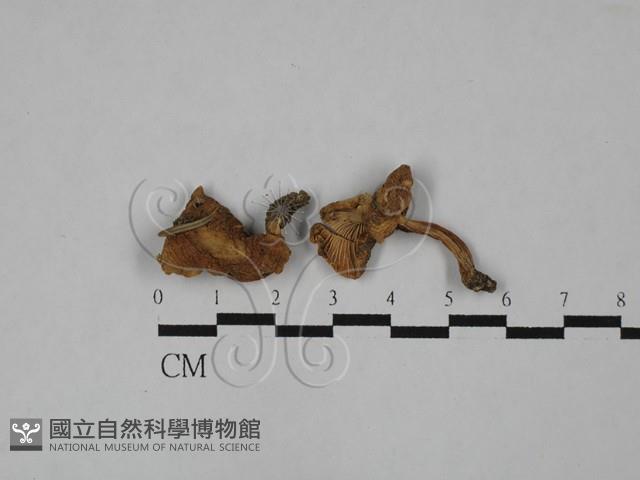 雞油菌屬藏品圖，第1張