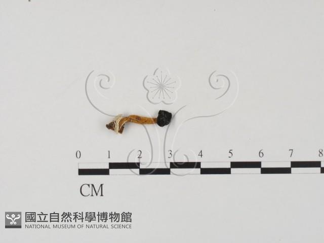 登錄號:F0008918藏品圖，第1張