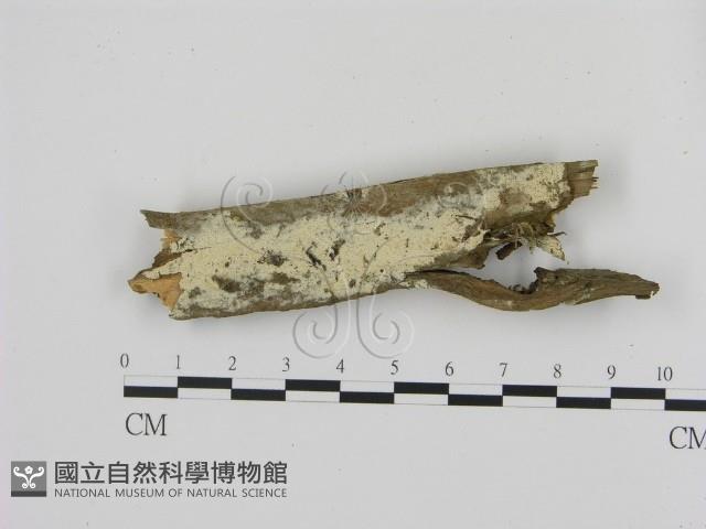 登錄號:F0020918藏品圖，第1張