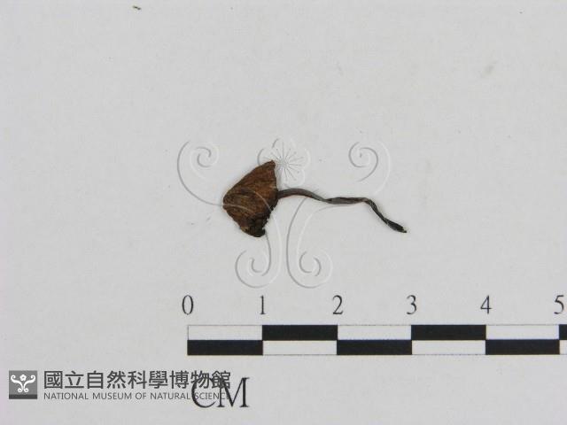 小菇屬藏品圖，第1張