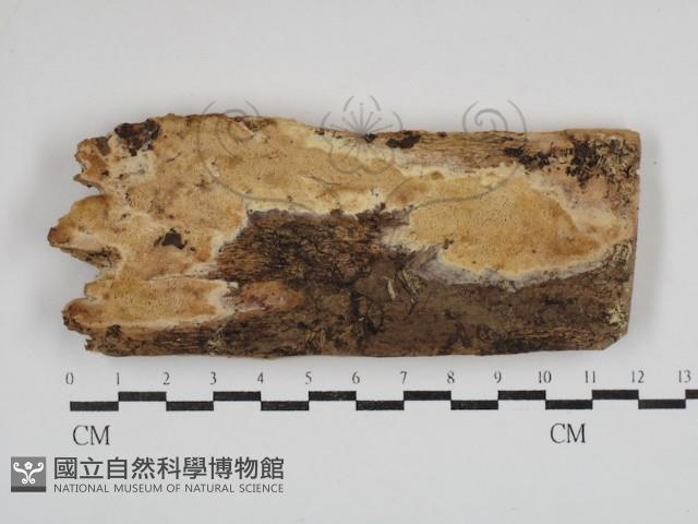 登錄號:F0030918藏品圖，第1張