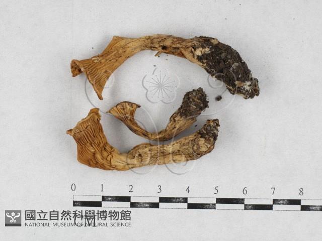 登錄號:F0026918藏品圖，第1張