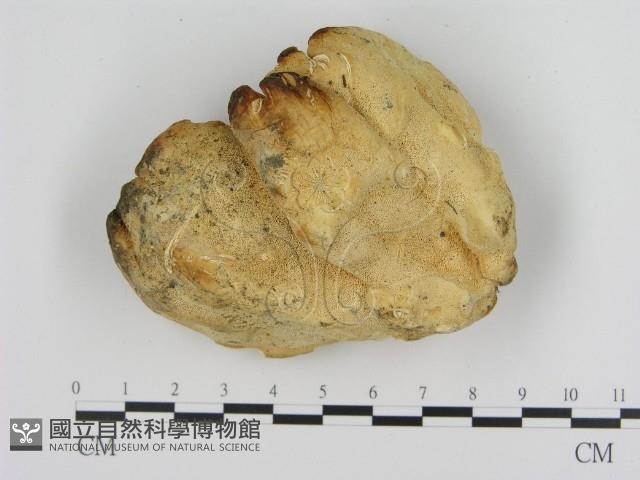 登錄號:F0016918藏品圖，第1張