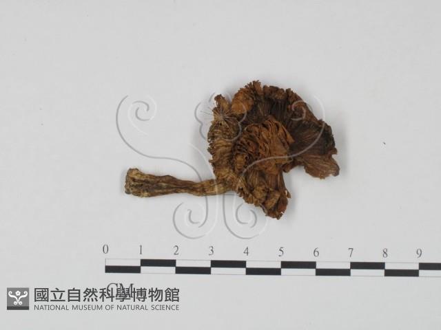 登錄號:F0021918藏品圖，第1張