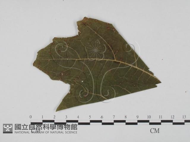 登錄號:F0011918藏品圖，第1張